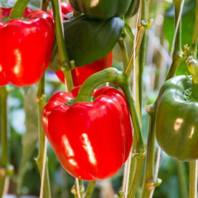 jak wygląda uprawa papryki