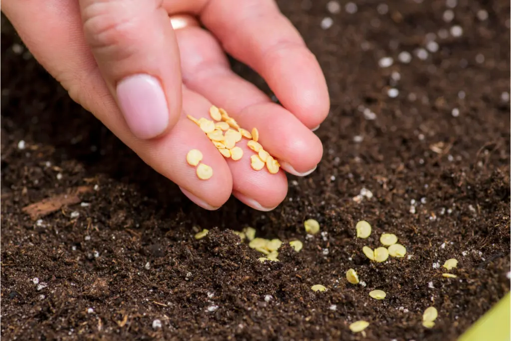 Staraj się wysiewać nasiona papryki w marcu