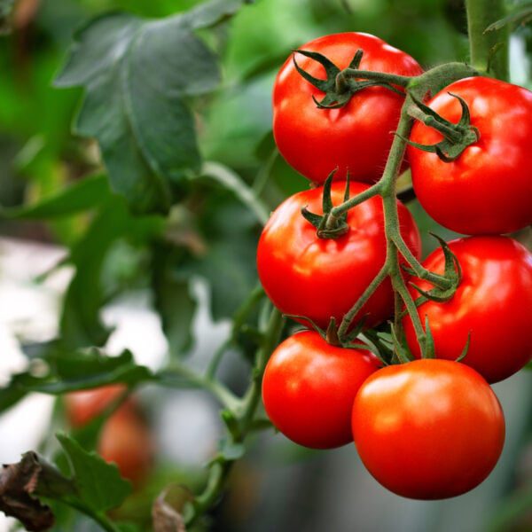 jak powinna wyglądać uprawa pomidorów