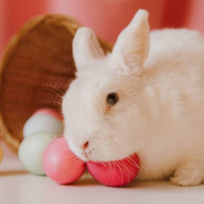 zajączek wielkanocny_kiedy Wielkanoc 2022