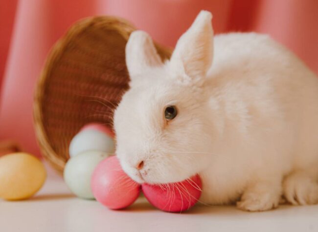 zajączek wielkanocny_kiedy Wielkanoc 2022