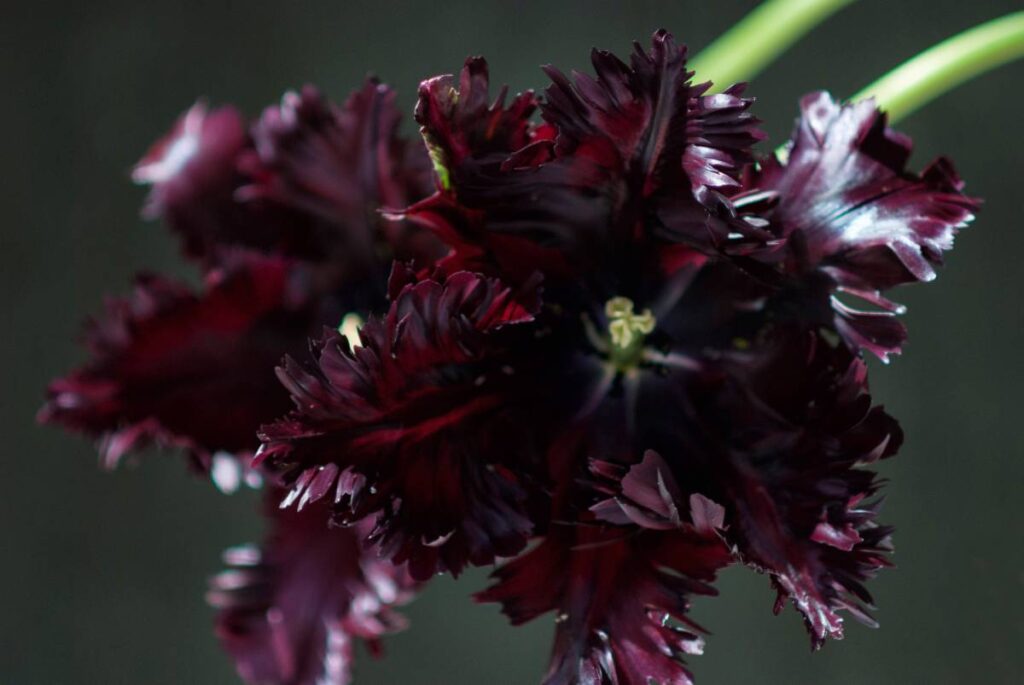 Black Parrot_nagradzana odmiana tulipana