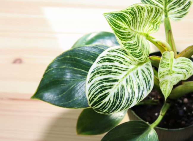 filodendron birkin