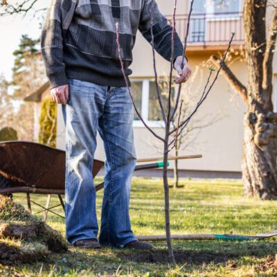kiedy sadzić drzewka owocowe - wiosną czy na jesień?