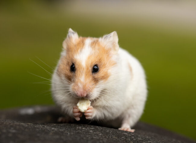 ile kosztuje chomik odmiany