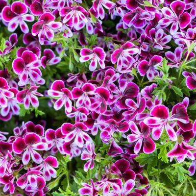 fioletowe pelargonie