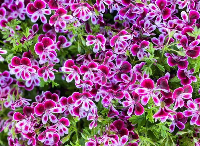 fioletowe pelargonie
