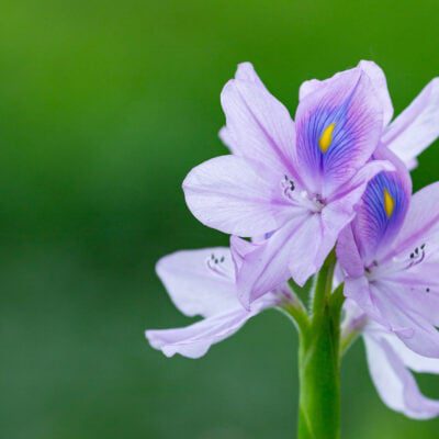 kwitnący hiacynt wodny