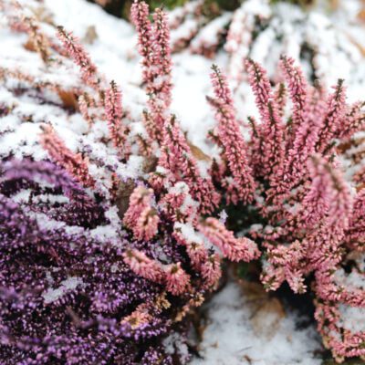 kiedy przycinać wrzosy - wrzosy pod śniegiem