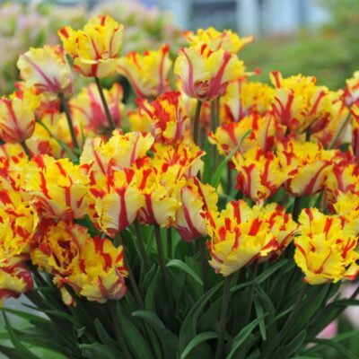 kolorowe tulipany papuzie