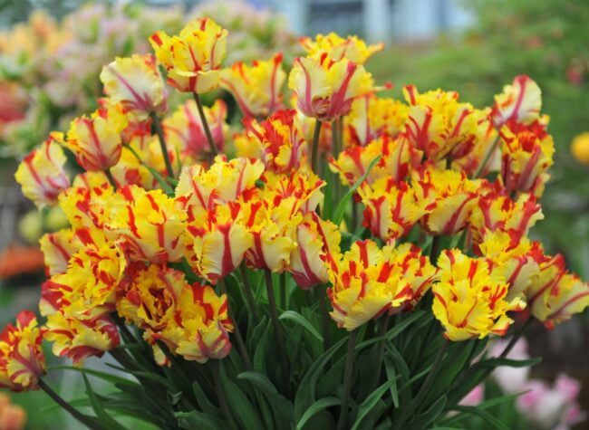 kolorowe tulipany papuzie