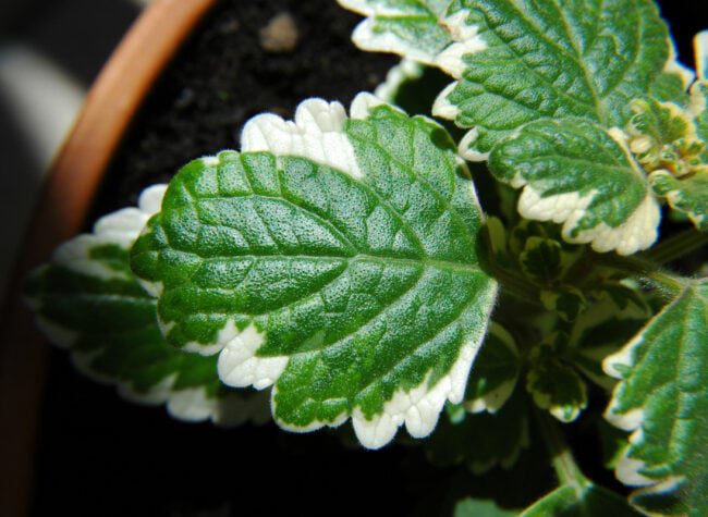 komarzyca variegata