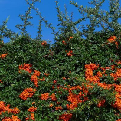 ognik szkarłatny_roślina idealna na żywopłot