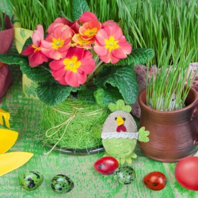 owies wielkanony_jak siać