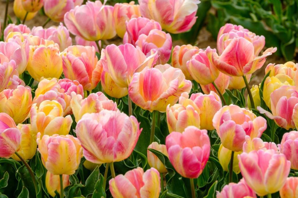 papuzie tulipany_poznaj 5 najpiękniejszych odmian