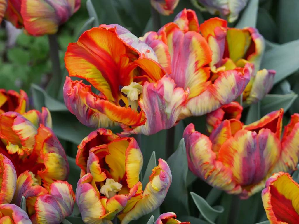 rasta parrot_jedna z najpiękniejszych odmian tulipanów