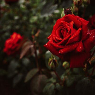 róże ogrodowe wielkokwiatowe