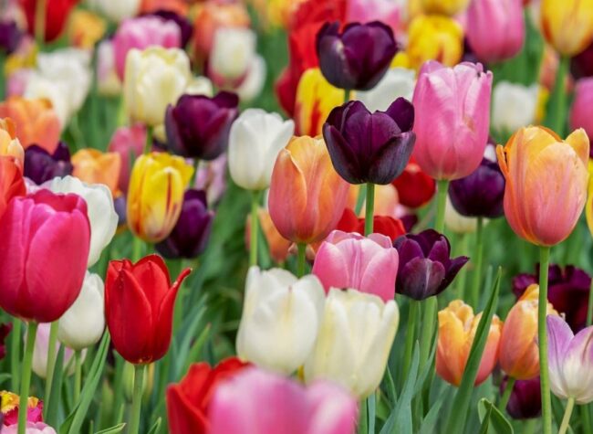 różnokolorowe tulipany