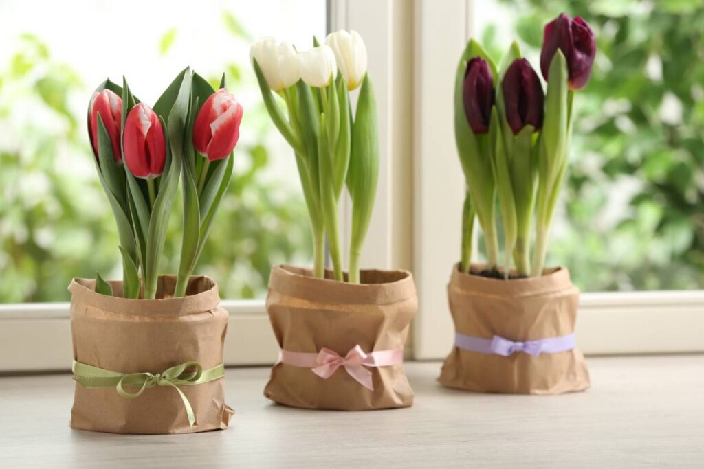 tulipany w doniczce_jak uprawiać
