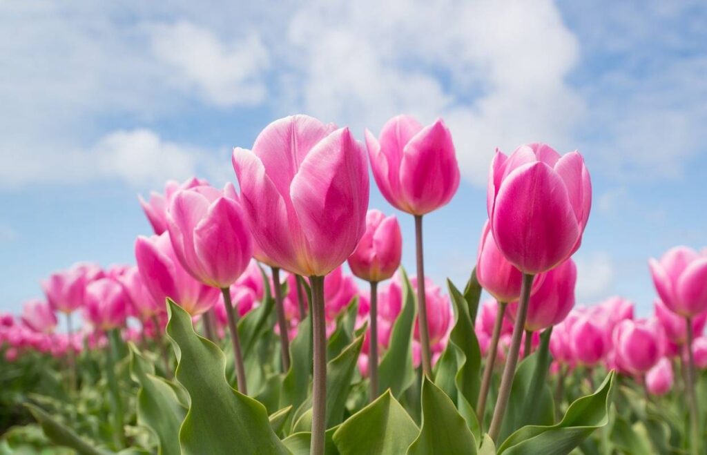 tulipany_najpopularniejsze kwiaty ogrodowe