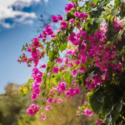 bugenwilla w naszym klimacie