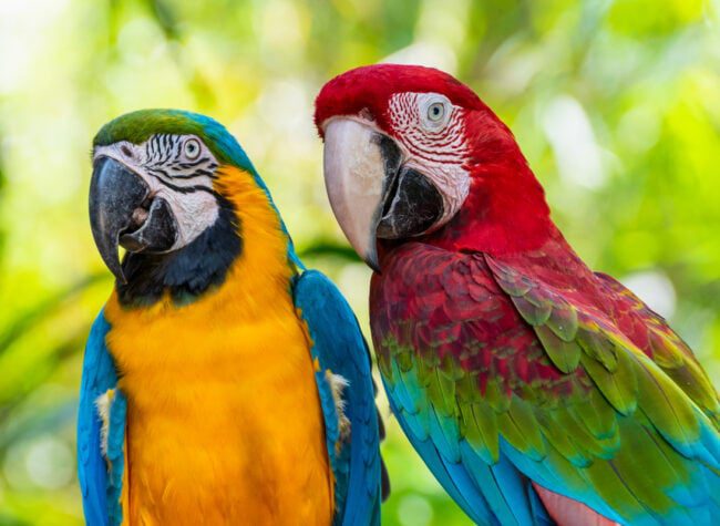 ile żyją papugi