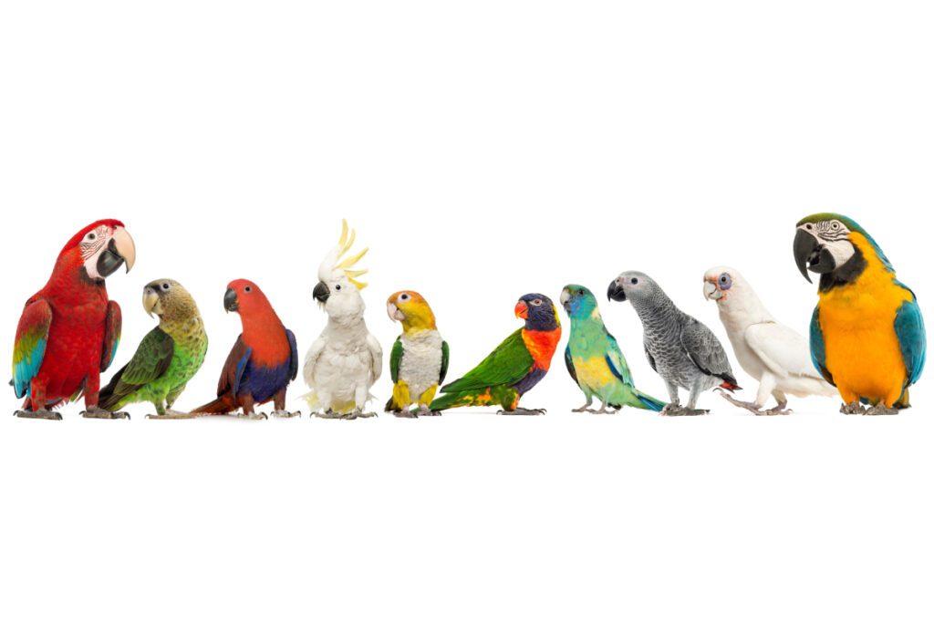 Różne gatunki papug – jest ich bardzo wiele