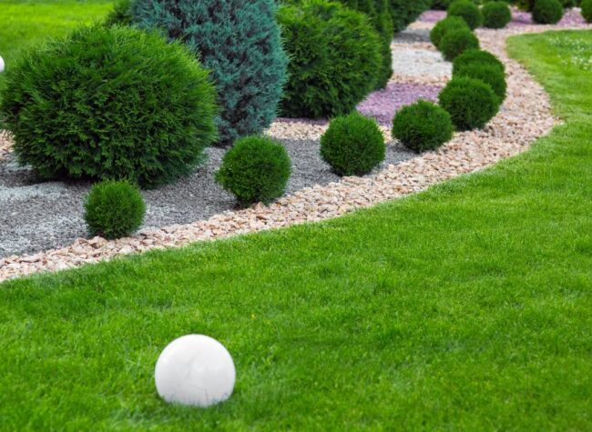 tuje kule czy tuje na pniu