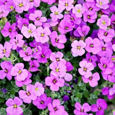 zimna zośka i zimni ogrodnicy_kiedy są