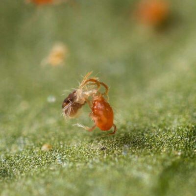 dobroczynek kalifornijski