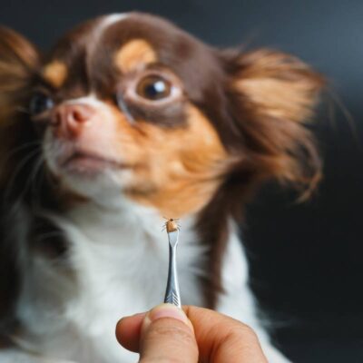 co na kleszcze dla psa wybrać