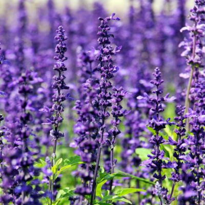 rośliny odstraszające komary i meszki