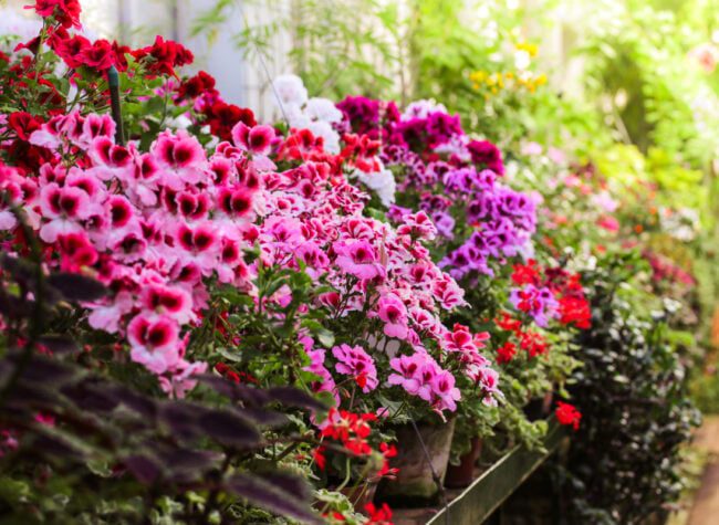 odmiany pelargonii