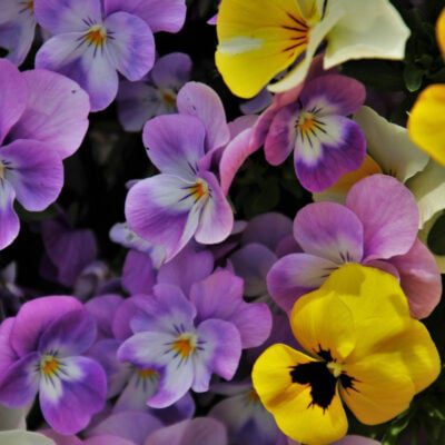 bratki fioletowe, żółte