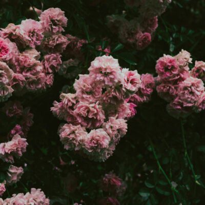 co kwitnie w czerwcu - rododendron