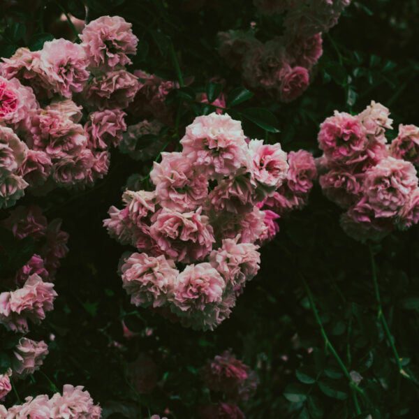 co kwitnie w czerwcu - rododendron