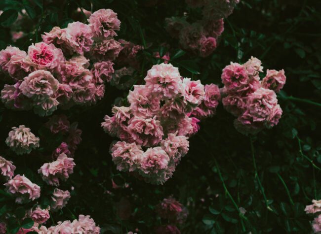 co kwitnie w czerwcu - rododendron