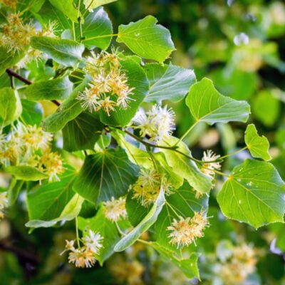 lipa, co kwitnie w lipcu