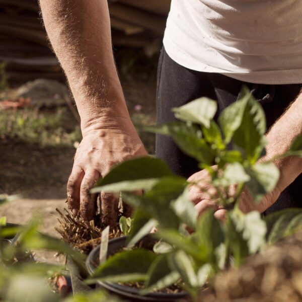 co sadzić w sierpniu w ogrodzie