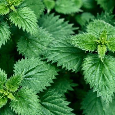 do czego służy gnojówka z pokrzywy