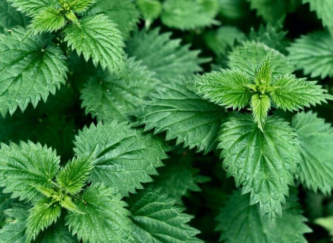 do czego służy gnojówka z pokrzywy