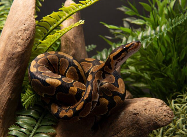 Węże domowe - pyton
