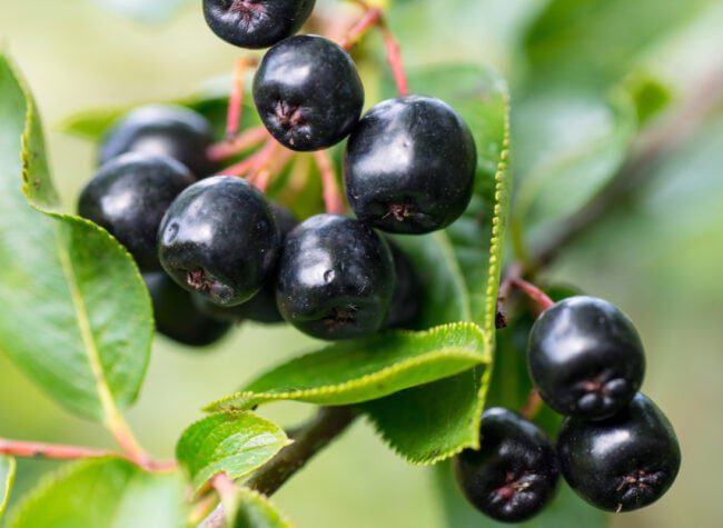 Aronia