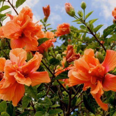 co kwitnie w sierpniu - hibiskus