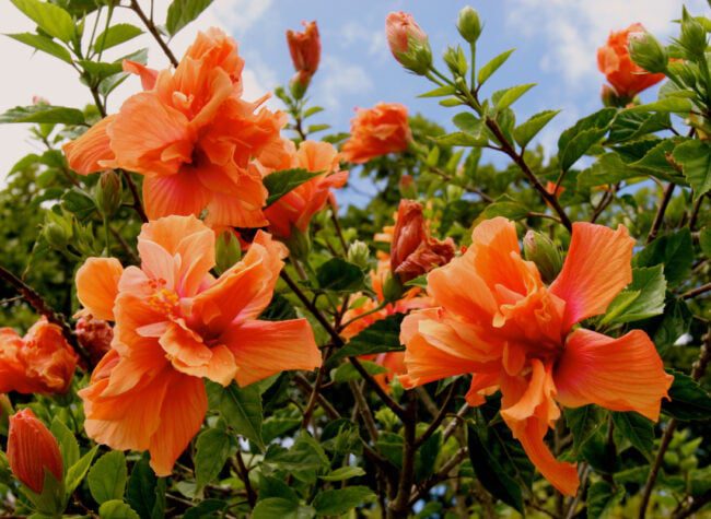 co kwitnie w sierpniu - hibiskus