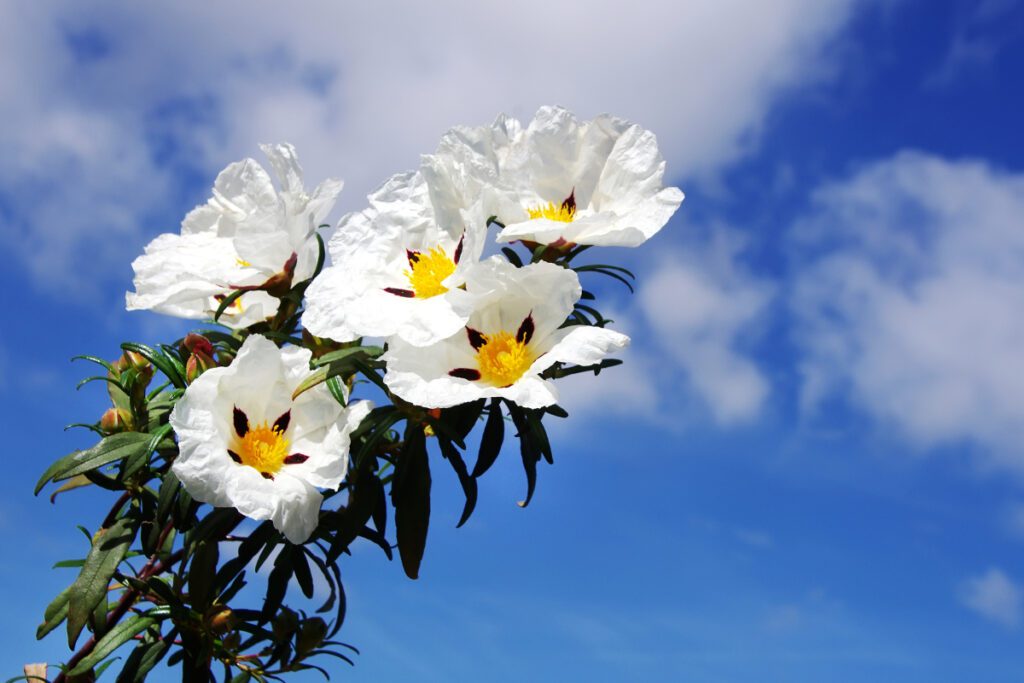 Kwitnący na biało czystek