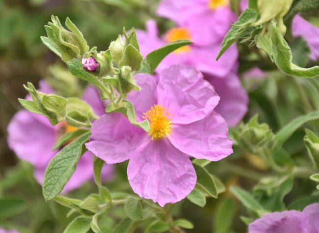 Czystek fioletowe kwiaty