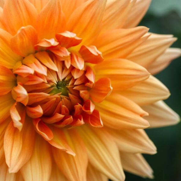 dalia_kwiat do ogrodu i donicy