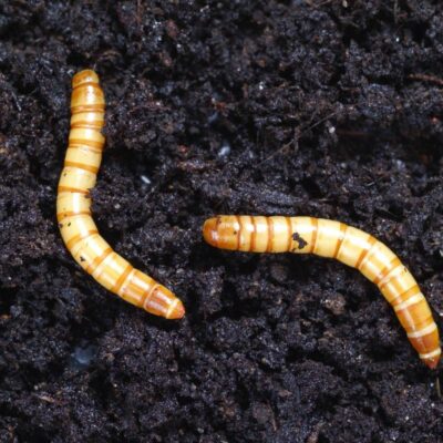 drutowiec_sposoby na pozbycie się pędraków