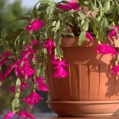 jak dbać o różne odmiany szlumbergery